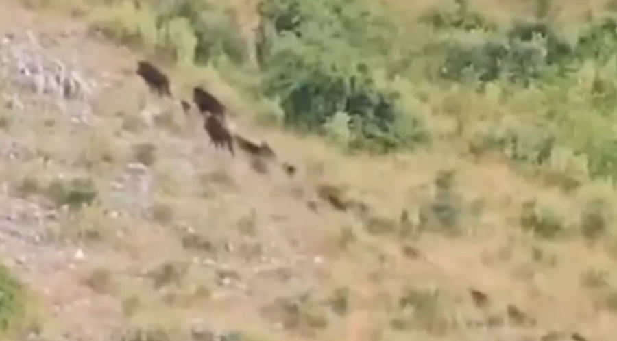 Pamje të rralla në Karaburun, filmohen një tufë me