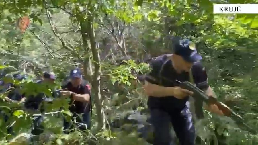Kruj&euml;, operacion masiv antikanabis, digjen fidan&euml;t e bim&euml;s