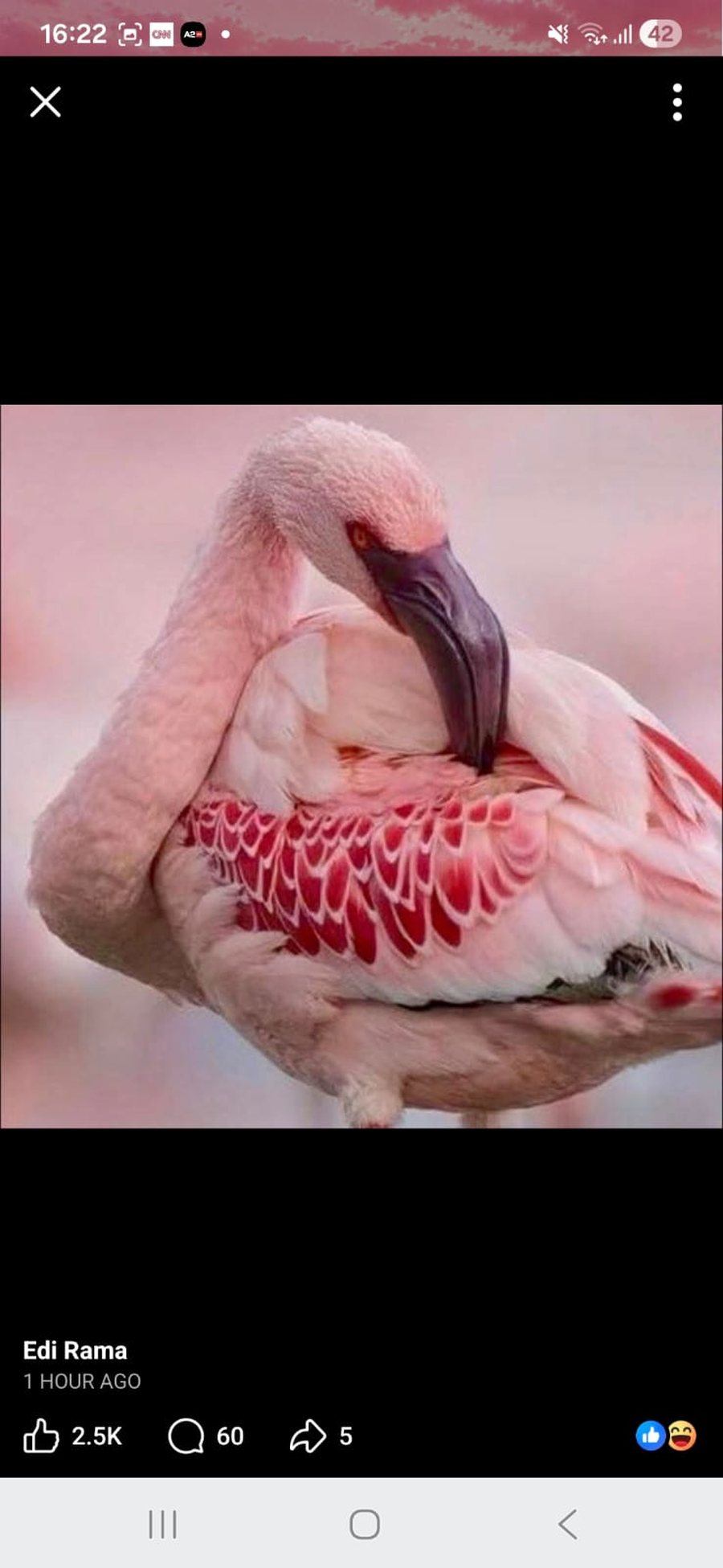 Rama vendos flamingot n&euml; profilin e Facebook-ut