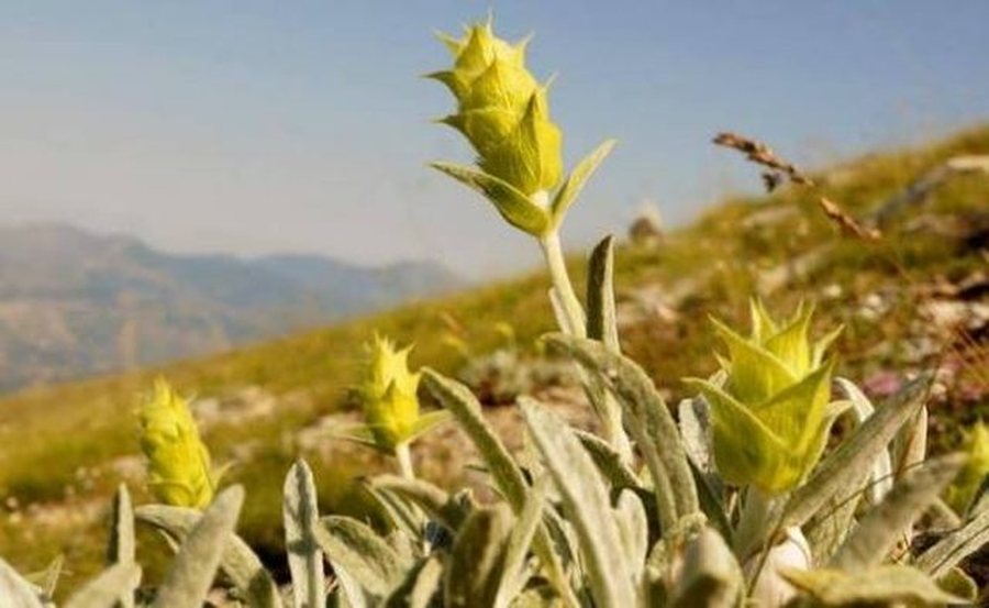 Po mblidhte &ccedil;aj, rr&euml;zohet nga shk&euml;mbi nj&euml; person n&euml;