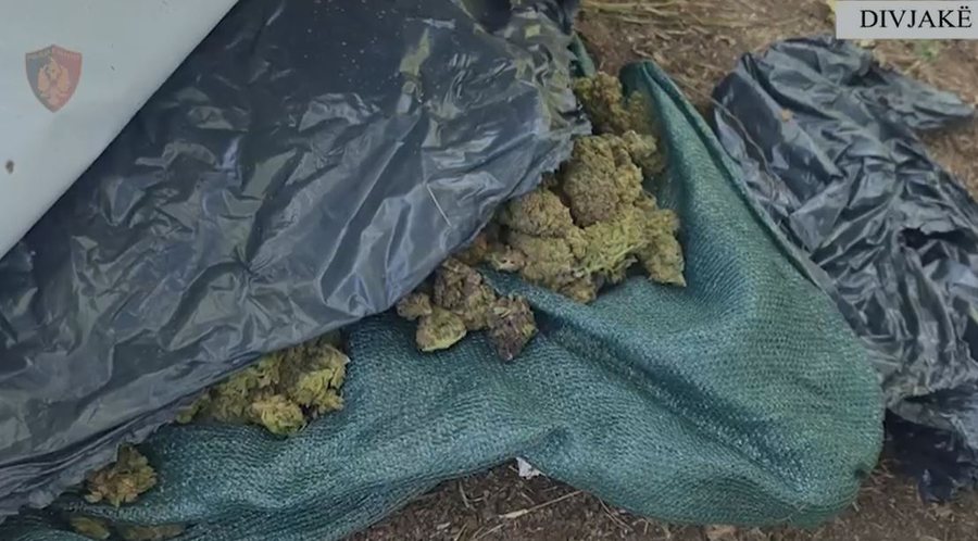 Zbulohet baz&euml; p&euml;r tharjen e kanabisit n&euml; tok&euml;