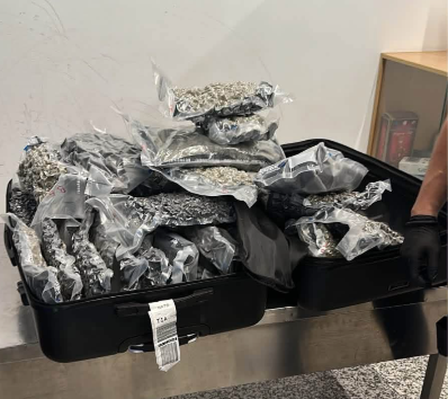 Sekuestrohen 46 kg kanabis n&euml; Rinas, dy persona n&euml;n hetim pas