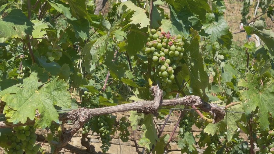 Shembet edhe rruga, bresh&euml;ri d&euml;mton prodhimin n&euml; 3 fshatra