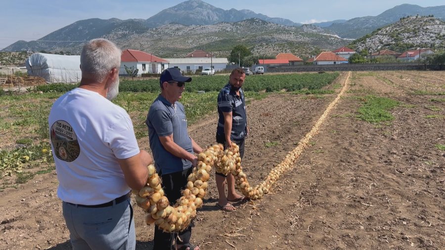 Fermeri promovon zon&euml;n, 110 metra vargu m&euml; i gjat&euml; me qep&euml;