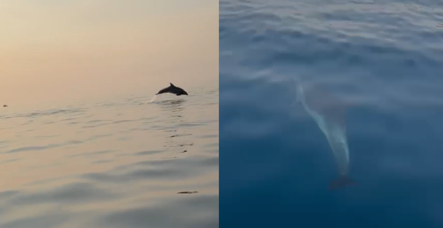 Spektakël delfinësh në Gjirin e Vlorës, turistët