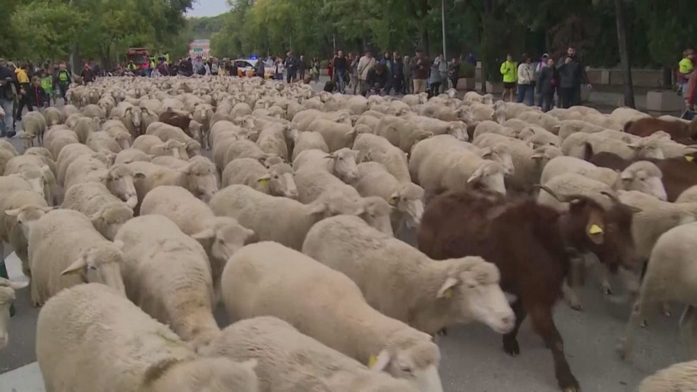 Blegërimat zëvendësojnë boritë, Madridi mbushet me dele
