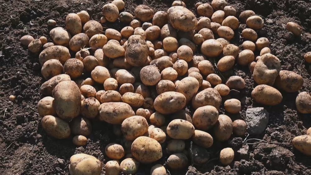 Fermerët të dorëzuar, patatja e Kukësit rrezikon të mos