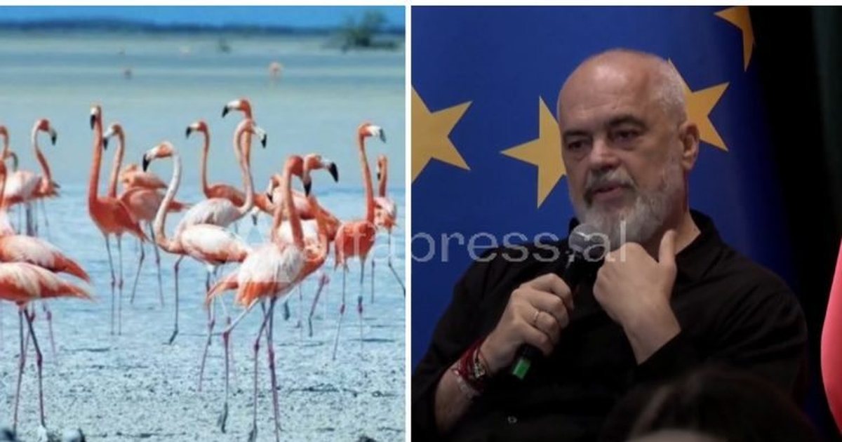 shifra-fakte-deklarata-e-rames-se-flamingot-erdhen-ne-narte-vetem-pas-vitit-2013-mashtrim-i-madh