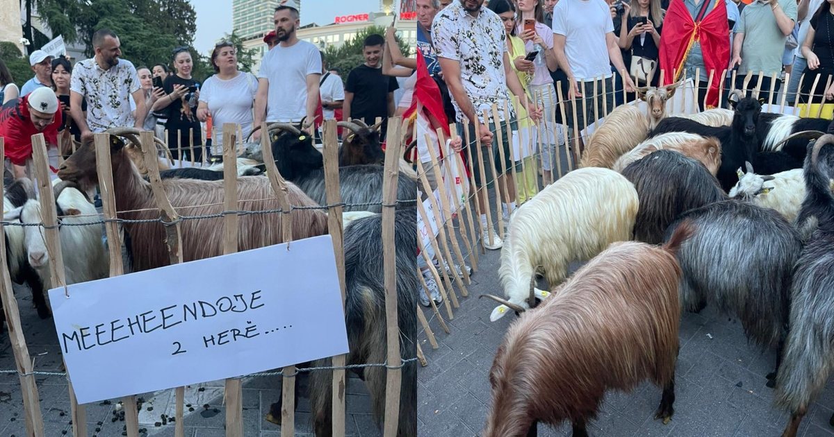 VIDEO  Protestuesi i veçantë  me dhi para Kryeministrisë