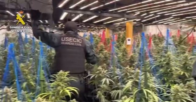 Goditet banda shqiptare që kultivonte drogë në Spanjë, 9