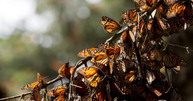 Scientists warn: Low nectar quality threatens monarch butterflies during