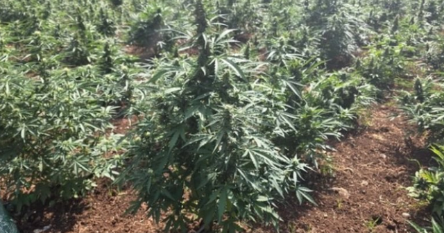 Zbulohet plantacioni më i madh i marijuanës në Mal të Zi, dy