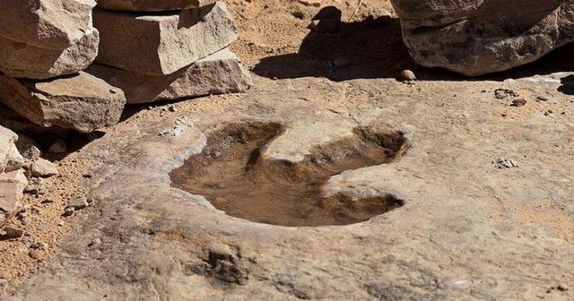 Numër rekord gjurmësh të fosilizuara të dinozaurëve