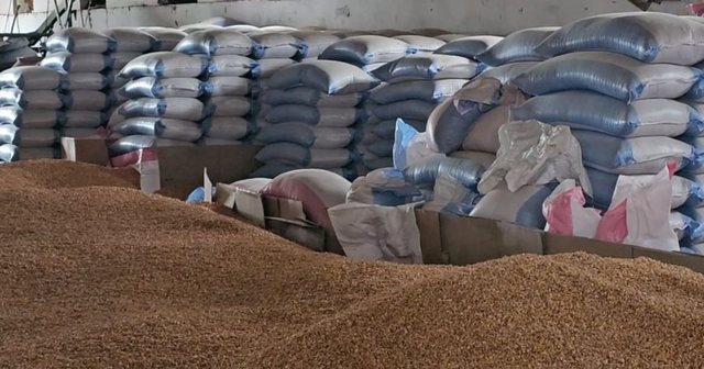 Prodhimi vendas n&euml; kriz&euml;! Qindra kuintal&euml; mis&euml;r, grur&euml;