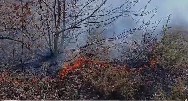 Përfshihet nga zjarri kodra me gështenja në Leshnicë të