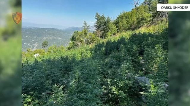 Mbolli drogë pranë shtëpisë, arrestohet 25-vjeçari