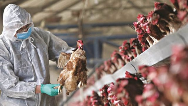 For the first time since 2017, deadly bird flu outbreak in the US