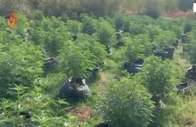 Plantacion me kanabis në Velipojë, pezullohen 3 punonjës policie