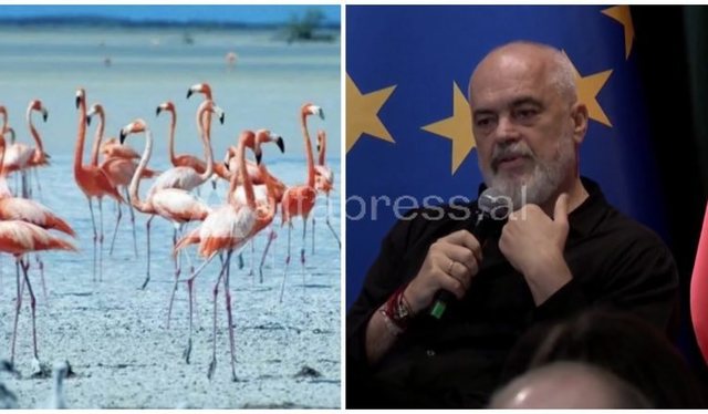 Shifra&Fakte/ Deklarata e Ram&euml;s se Flamingot erdh&euml;n n&euml;