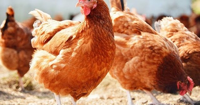 New York closes poultry markets for a week