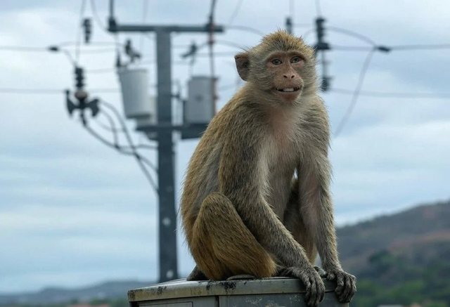 This also happens/ Lights go out all over Sri Lanka, caused by a monkey