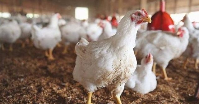 Dead poultry reported, farm in Rashbull placed in quarantine