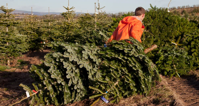 Pemët e Krishtlindjes, përfitimet dhe sfidat mjedisore shkojnë