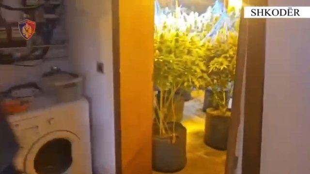 Emri/ Kultivonte bim&euml; narkotike, pranga 22-vje&ccedil;arit dhe