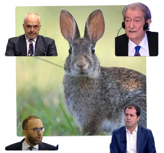 Kush është Lepuri i Surrelit?