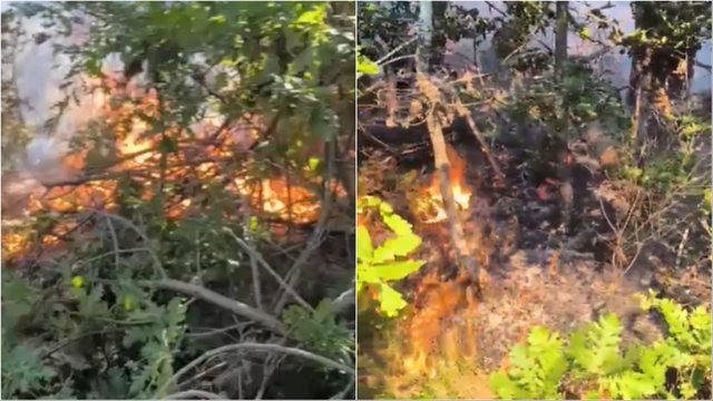 Zjarr një sipërfaqe pyjore në Devoll