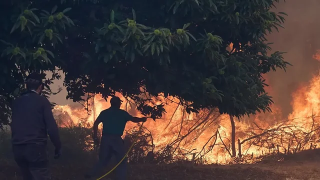 Rreth 10 mijë km katrorë pyje shkrumbohen nga zjarret në