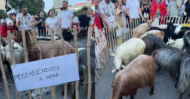VIDEO/ Protestuesi i veçantë, me dhi para Kryeministrisë