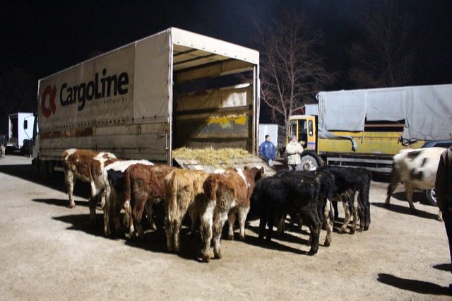 Mafia e kontraband&euml;s s&euml; gj&euml;s&euml; s&euml; gjall&euml;, po