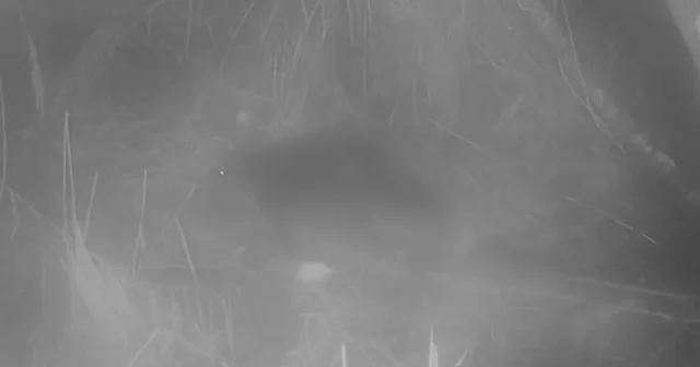 Pas 400 vitesh, kastori i egër rishfaqet në Norfolk të