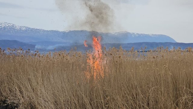 Zjarr i qëllimshëm në Pogradec, problem për faunën e