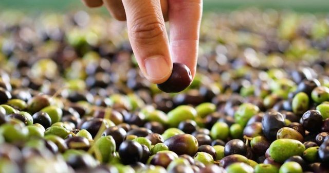 The decline in production increases the price of olive oil by up to 11%, making