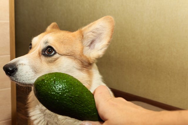 Çfarë ndodh nëse kafsha juaj shtëpiake ha avokado?