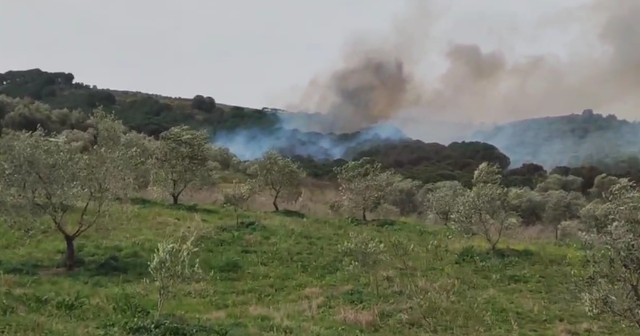 Zjarr në Fier, rrezikohen toka të mbjella me ullinj