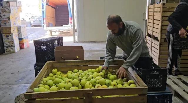 Mijëra tonë mollë stok/ Fermerët: ‘Ballkani i