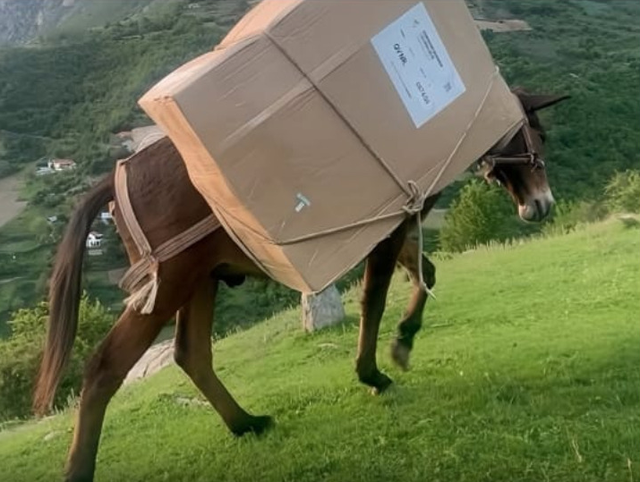 PD fitoi Kukësin, Flamur Hoxha: Në fshatin ku votat u transportuan dje