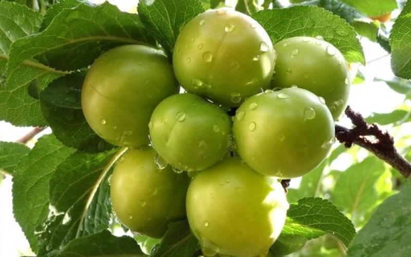 Shurupi i rrallë i kumbullave jeshile, një recetë e vjetër