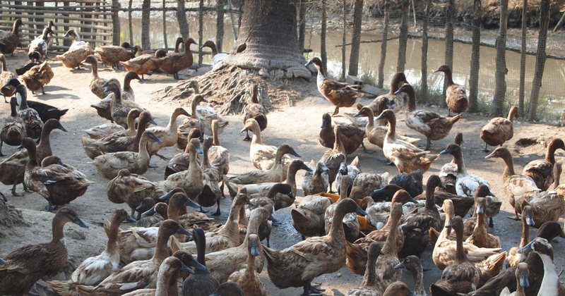 Filipinet raportojnë rastin e parë të llojit të gripit