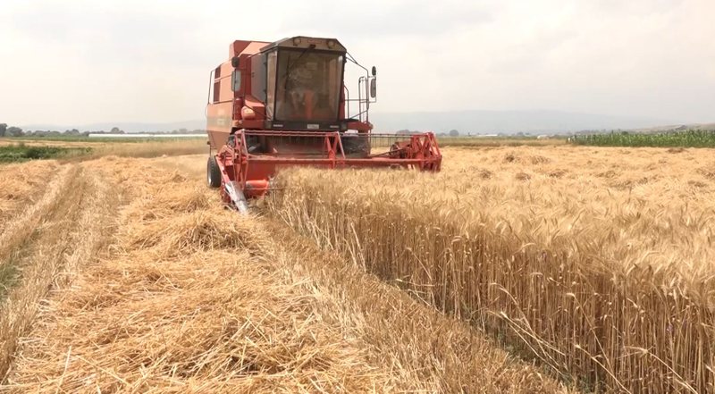 Bujq&euml;sia n&euml; tkurrje p&euml;r t&euml; pestin vit radhazi, shkak kryesor