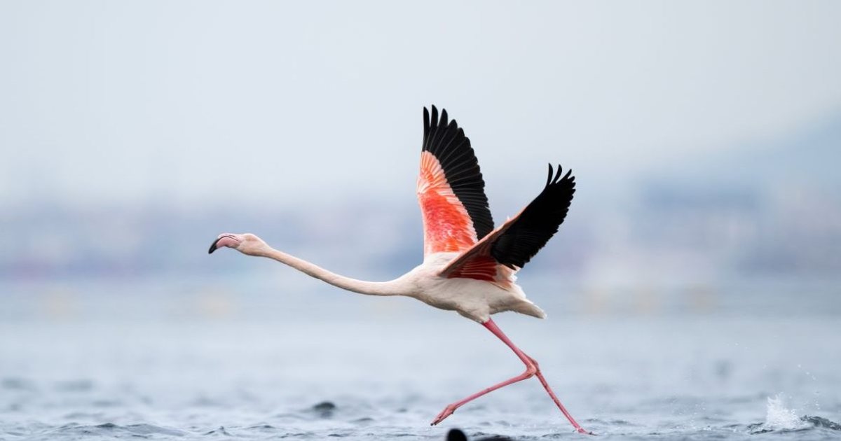 flamingoja-simboli-i-ri-i-rezistences-euractiv-te-gjelbrit-shohin-te-shqiperia-nje-kauze-europiane