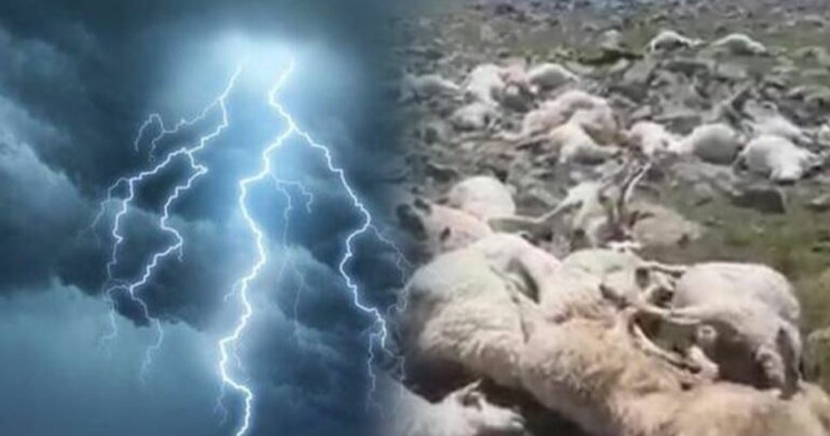 Rrufeja godet tufën me bagëti në Pogradec