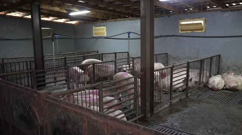 Ethet afrikane t&euml; derrit/ Serbia shpall gjendjen e jasht&euml;zakonshme