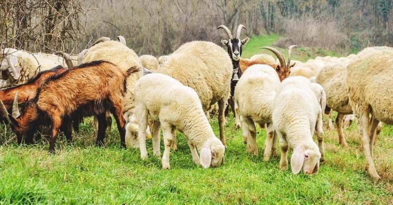 Alarm p&euml;r blegtorin&euml; n&euml; Kosov&euml;/ Konfirmohen raste t&euml;