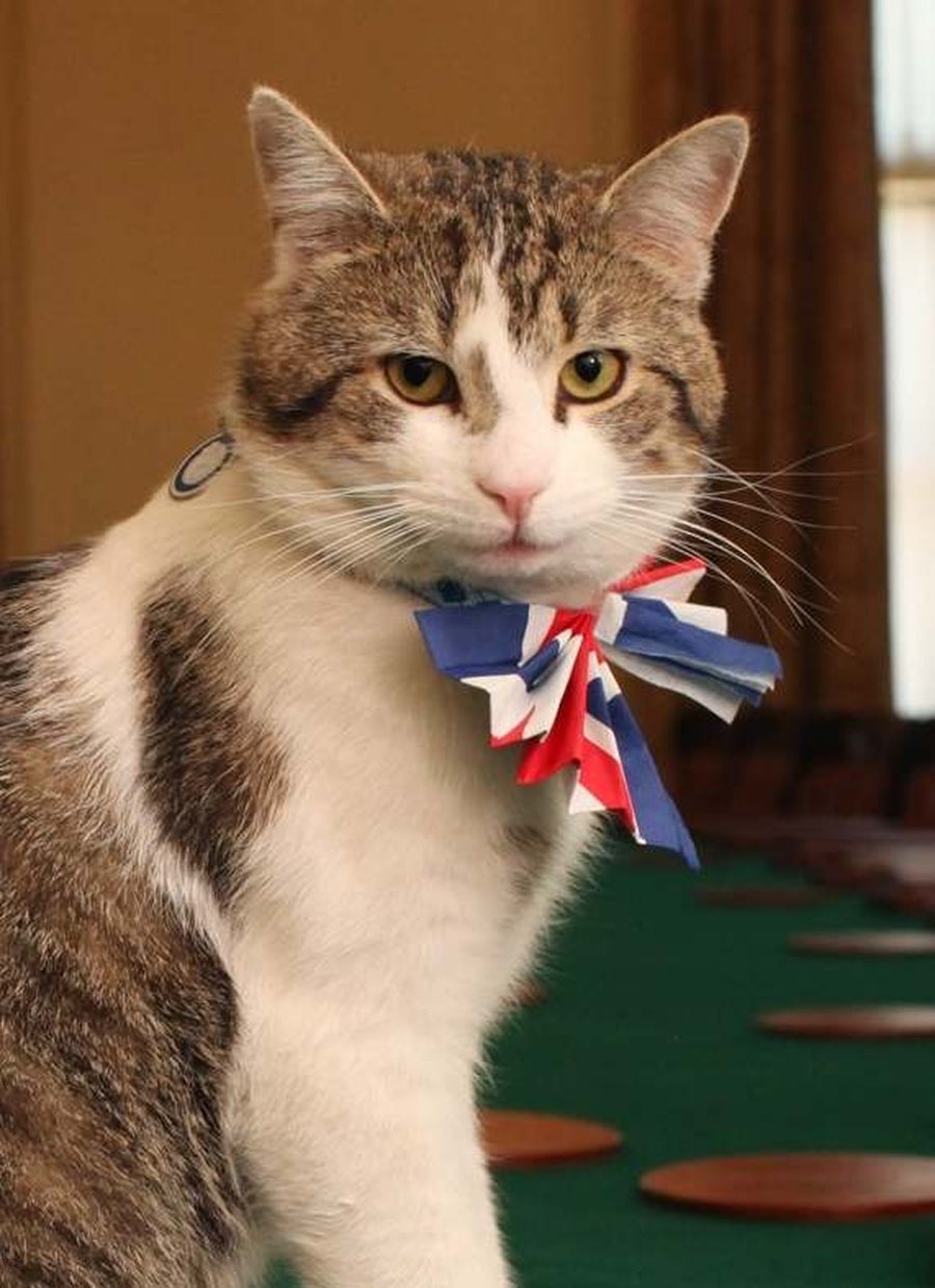 Larry, ma&ccedil;oku legjendar i Downing Street, pret kryeministrin e