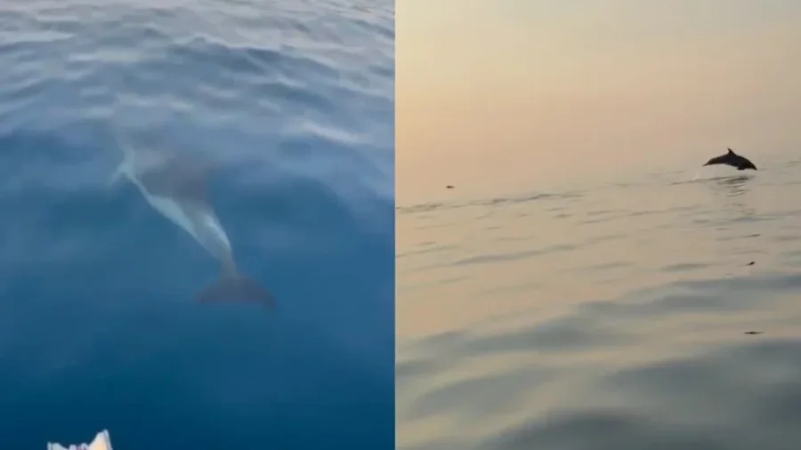 Delfinët mahnisin turistët në Gjirin e Vlorës, shfaqje