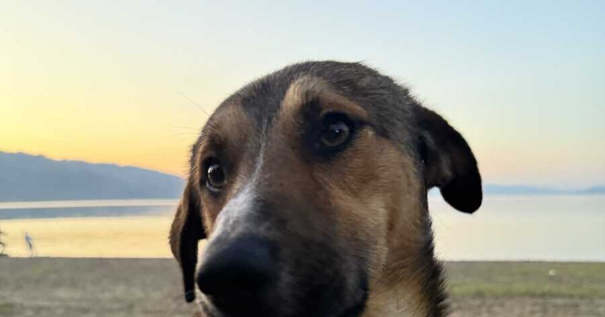 Shqiptarja nga SHBA hap GoFundMe për një qen endacak  kërkon të marr me vete kafshën e abuzuar në Shqipëri